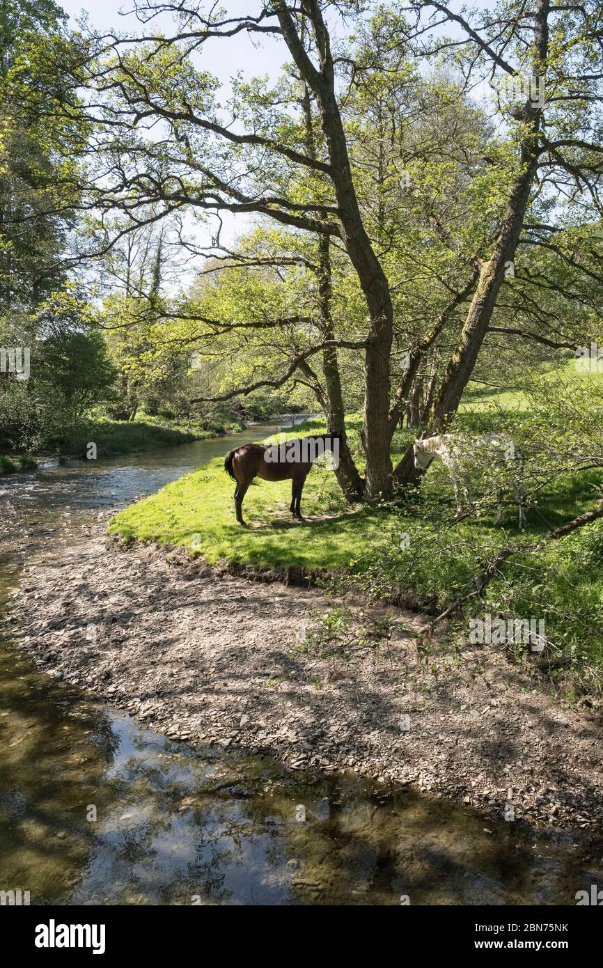 Ein friedlicher Blick auf die Landschaft mit zwei Pferden am Ufer des ruhigen Flusses Teme in der Nähe Brampton Bryan, Shropshire, Großbritannien, Anfang Mai Stockfoto