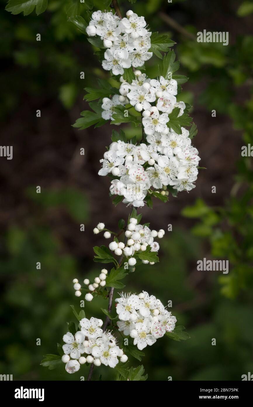 Weißdornblüte Anfang Mai, Herefordshire, Großbritannien Stockfoto
