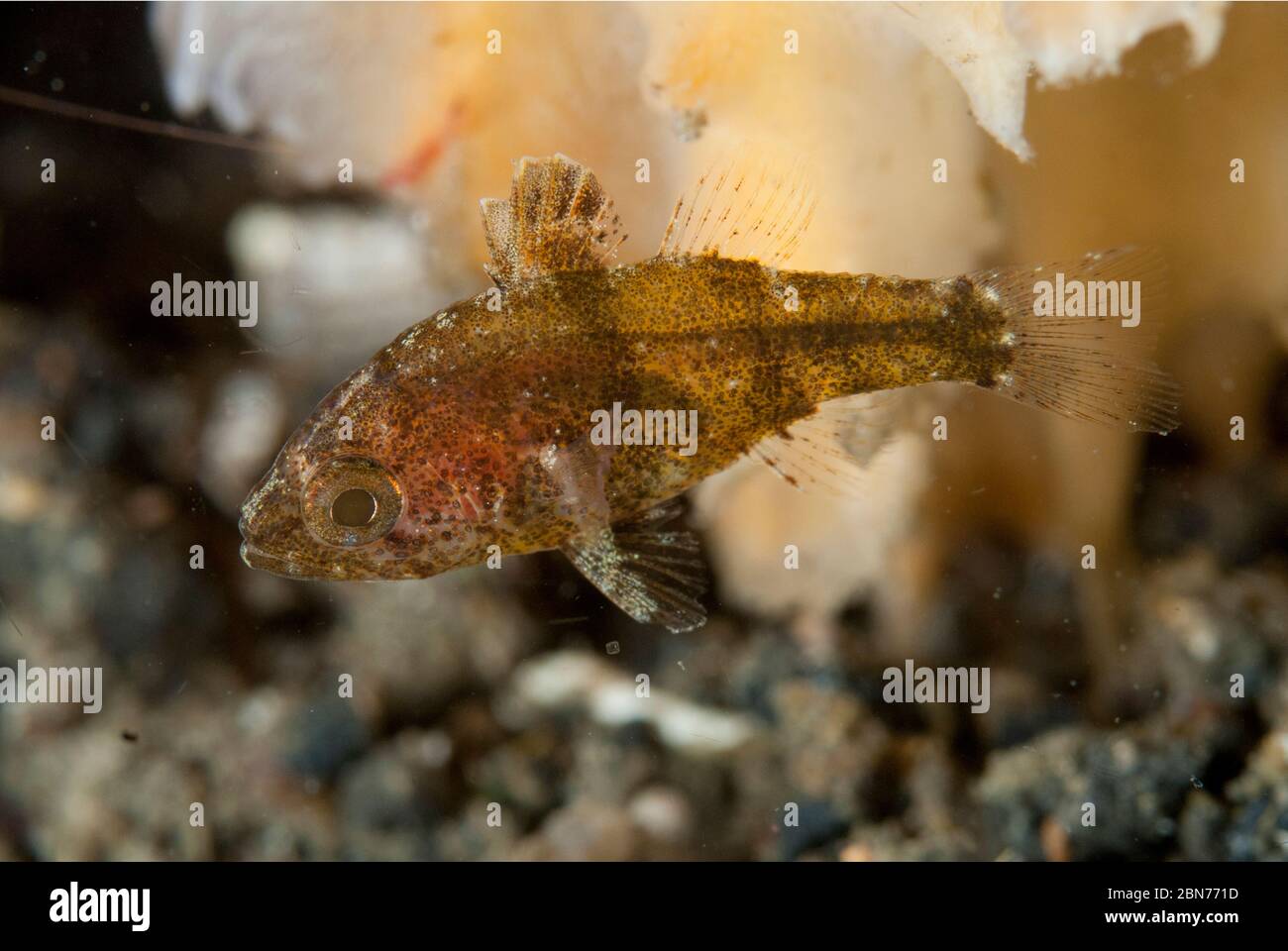 Siphonfish, Siphamia sp, während des Nachttauchgangs, TK1 Tauchplatz, Lembeh Straits, Sulawesi, Indonesien Stockfoto