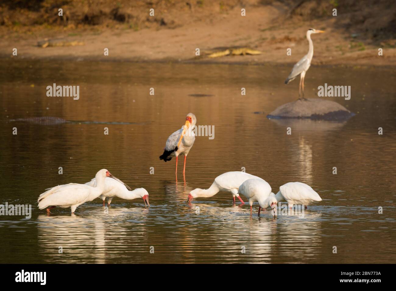 Roseate Spoonbills im Mana Pools National Park, Simbabwe Stockfoto