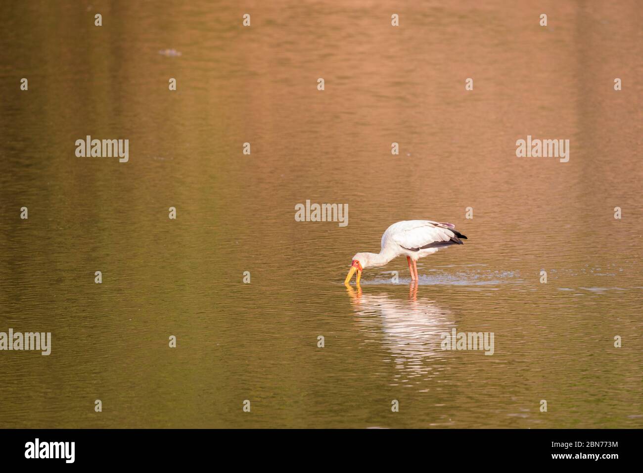 Gelbschnabelstorch, Mana Pools National Park, Simbabwe Stockfoto