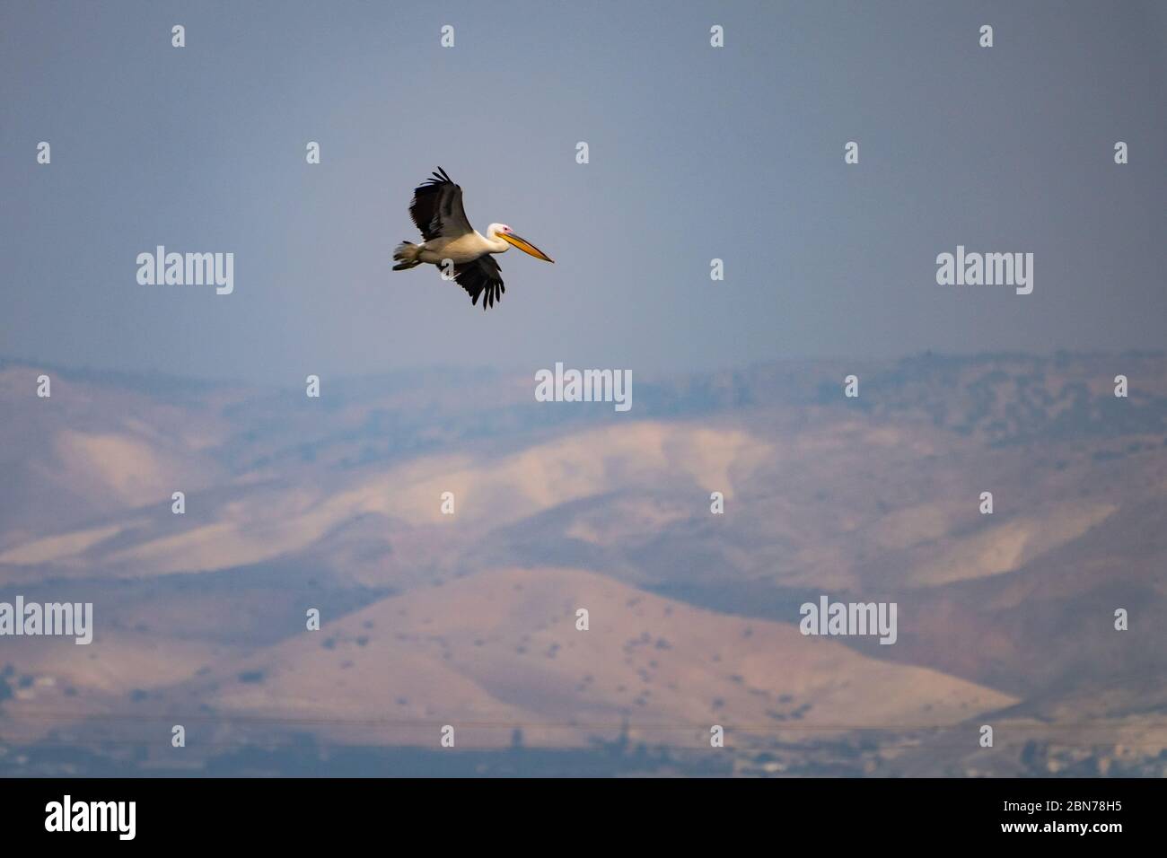 Eine Herde großer weißer Pelikane (Pelecanus onocrotalus) im Flug. Dieser Vogel, auch bekannt als der östliche weiße Pelikan, lebt in großen Kolonien in Afrika Stockfoto