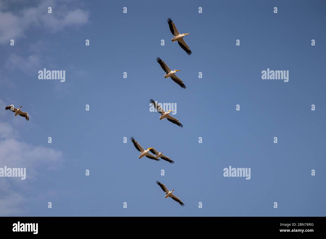 Eine Herde großer weißer Pelikane (Pelecanus onocrotalus) im Flug. Dieser Vogel, auch bekannt als der östliche weiße Pelikan, lebt in großen Kolonien in Afrika Stockfoto