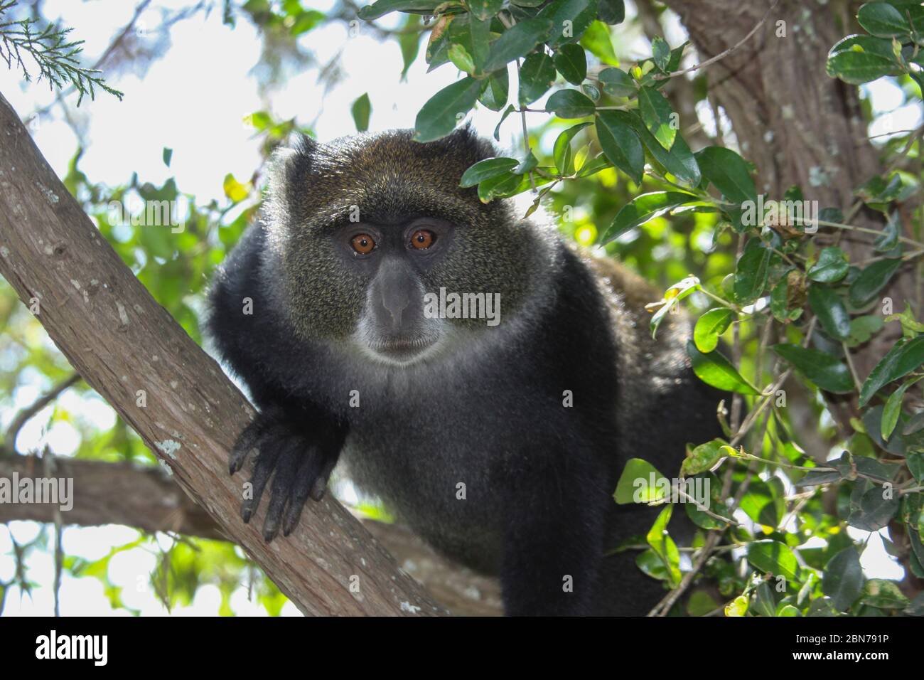 Sykes' Affe (Cercopithecus albogularis), auch bekannt als der Weißkehlaffen oder Samangoaffe, in einem Baum. Dieser Affe lebt in Truppen, Deferrin Stockfoto