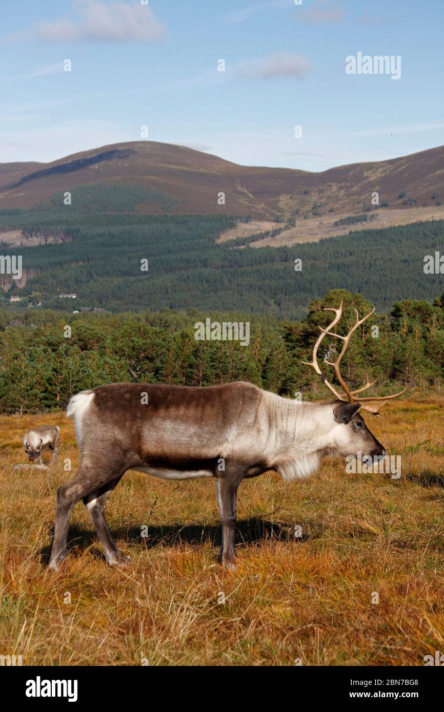 RENTIER, Schottland. Stockfoto