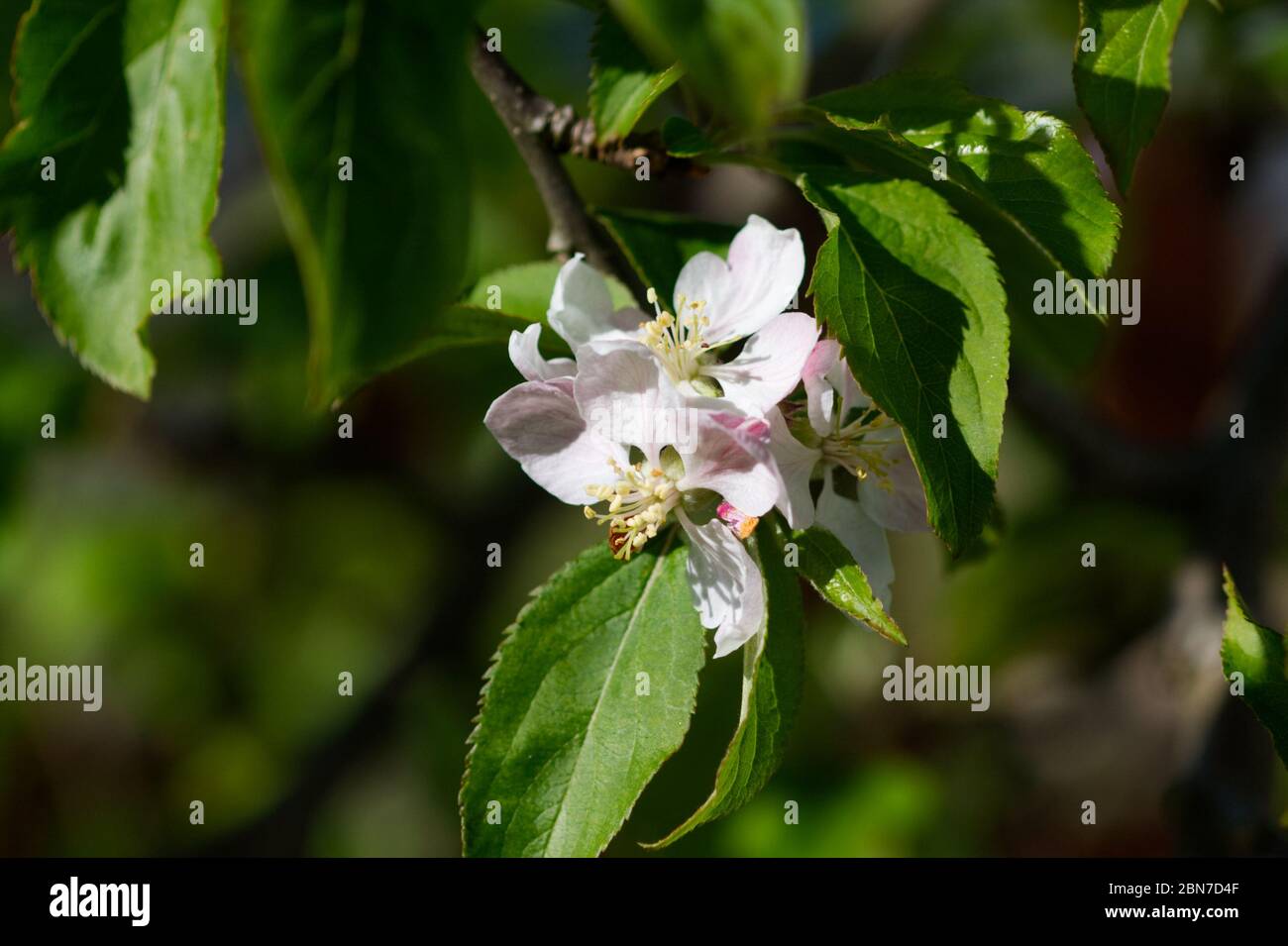 Apfelblüte auf Baum im Frühling UK Stockfoto