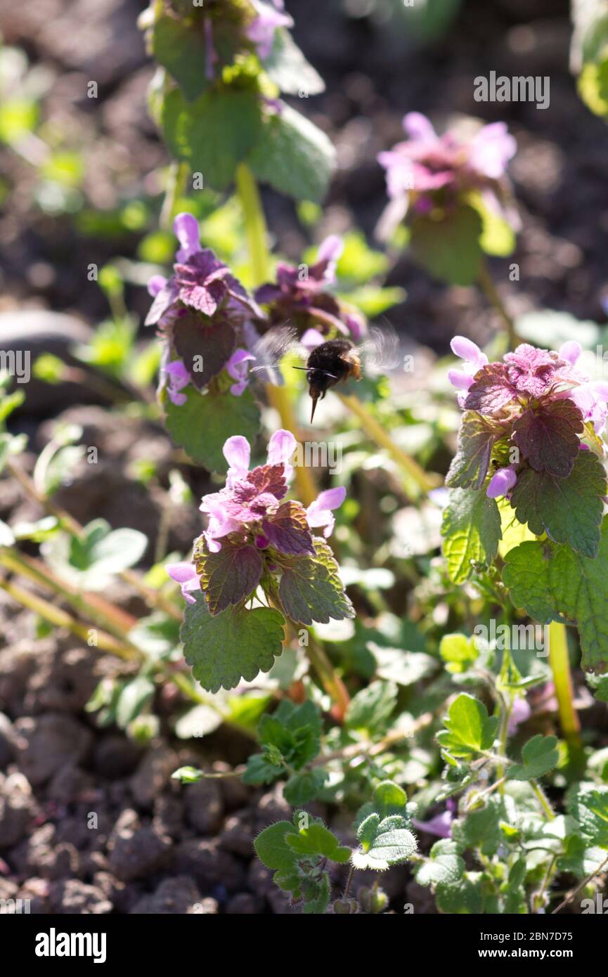 Totnessel wächst in einem englischen Garten mit einer Biene im Flug nähert sich der Blume Stockfoto