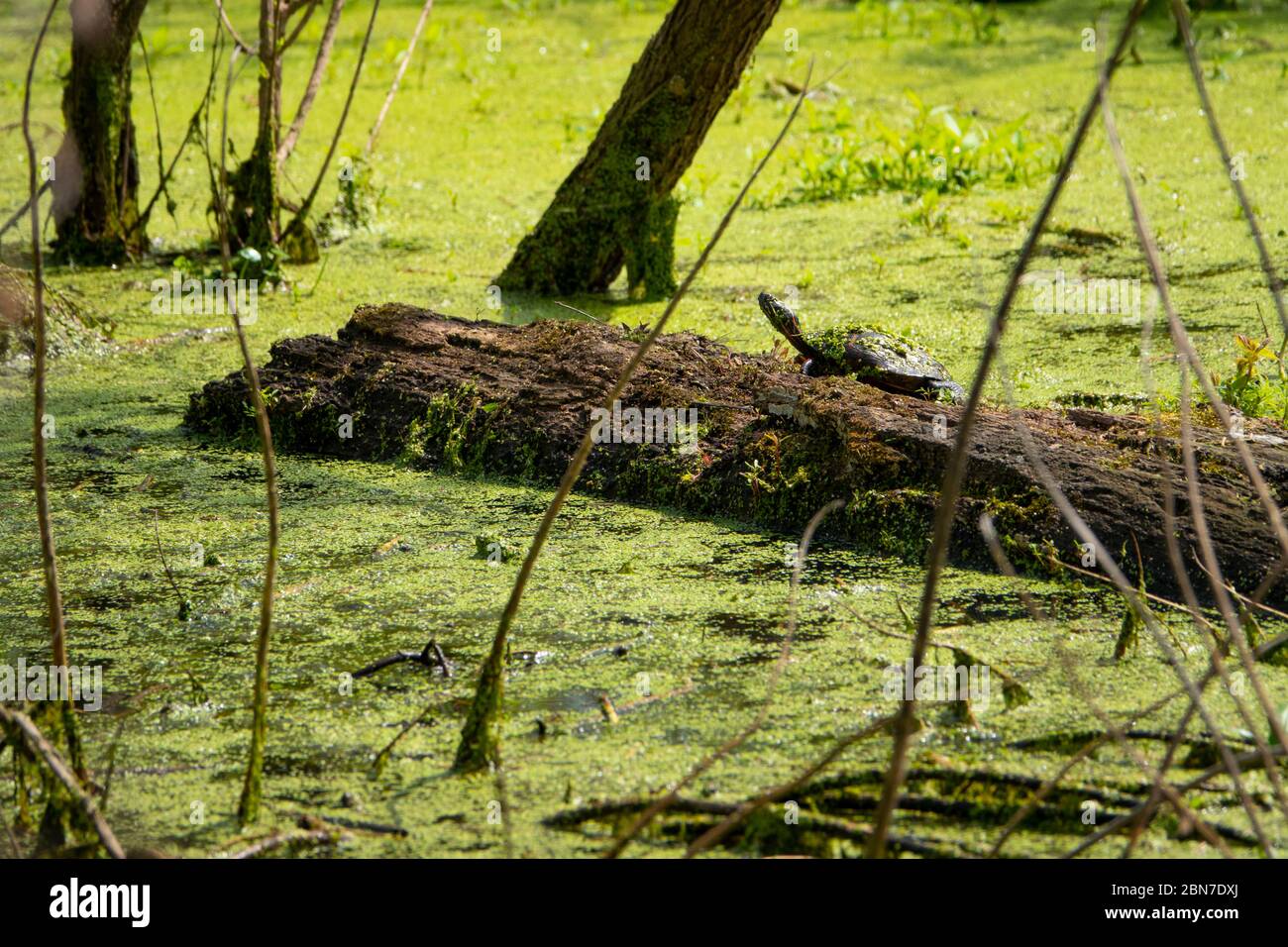 USA Maryland Poolesville McKee Beshers Wildlife Management Area Schildkröten auf einem Holzklotch in Entenweed bedeckt Stockfoto