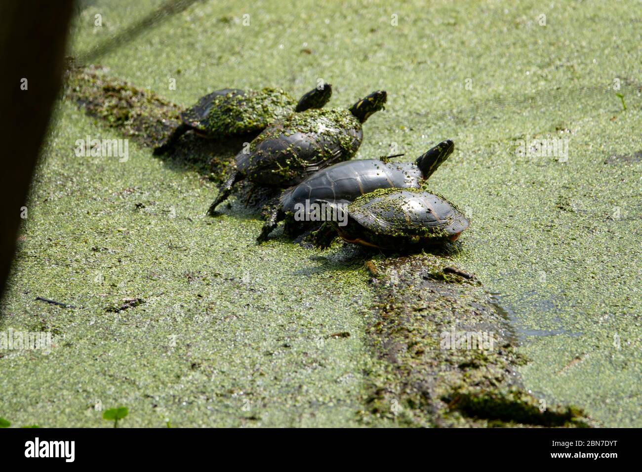USA Maryland Poolesville McKee Beshers Wildlife Management Area Schildkröten auf einem Holzklotch in Entenweed bedeckt Stockfoto