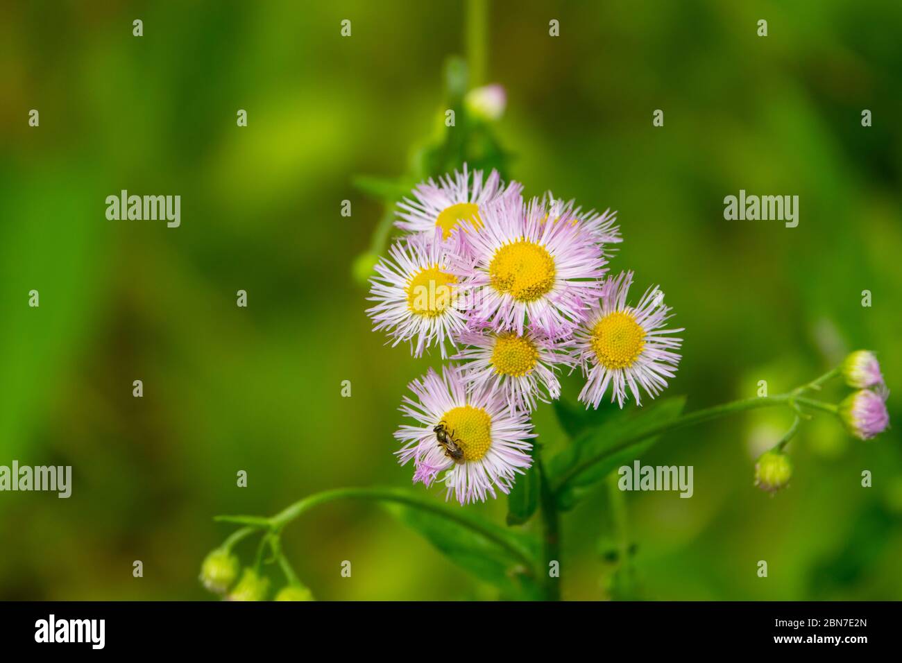 Blumen Fleabane Wildblume lila Blütenblätter gelb Mid atlantic maryland Stockfoto