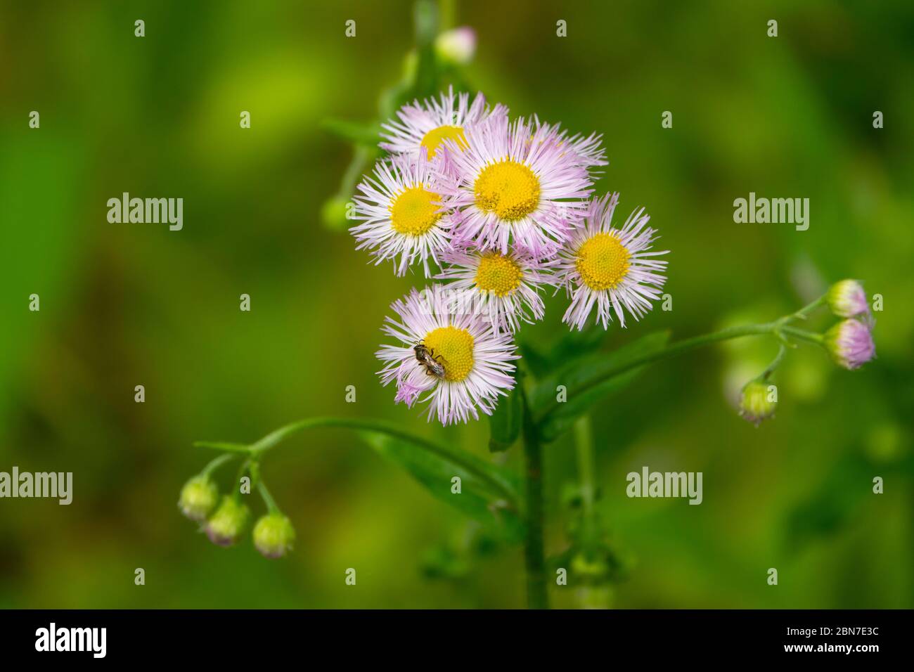 Blumen Fleabane Wildblume lila Blütenblätter gelb Mid atlantic maryland Stockfoto