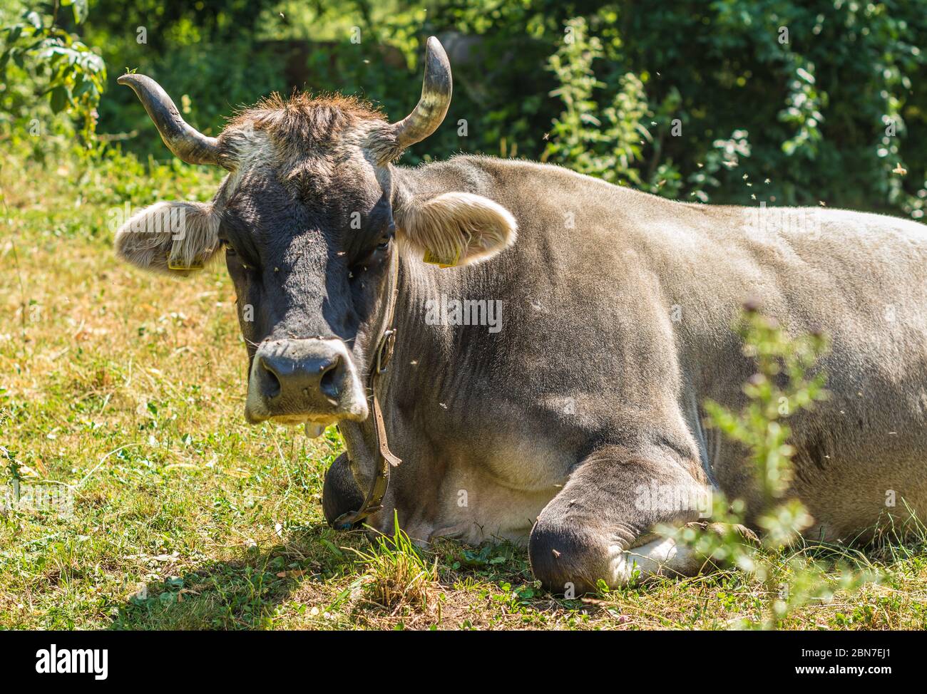 Nahaufnahme Kuhbildnis auf Grasfeld - Selektiver Fokus - Trentino Alto adige - Südtirol - norditalien, europa Stockfoto