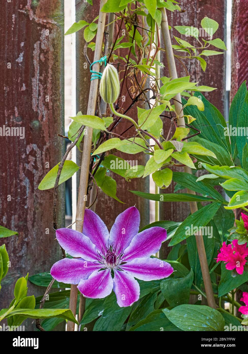 Clematis lanuginosa blüht im Frühling in einem englischen Garten