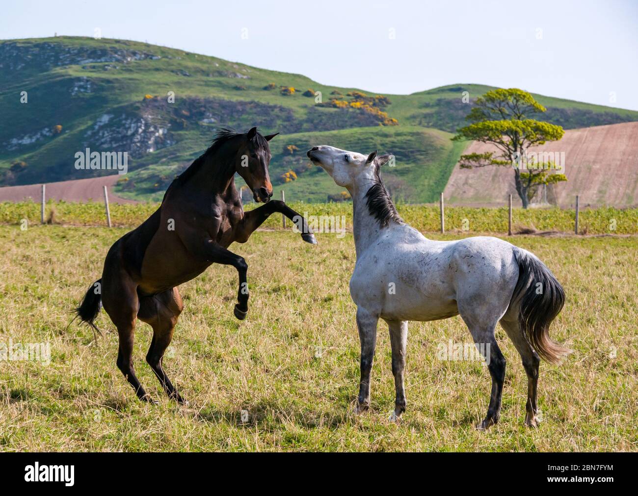 Verspielte Pferde, die an einem sonnigen Tag Zähne ausziehen und auf einem Feld aufziehen, East Lothian, Schottland, Großbritannien Stockfoto
