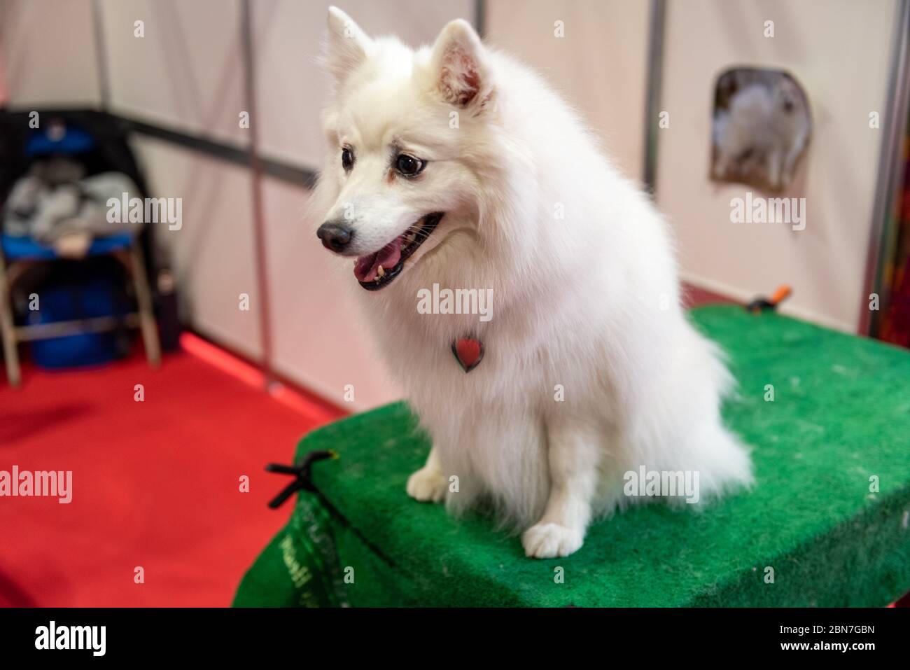 Japanische Spitz Hunde auf Crufts 2020 Stockfoto
