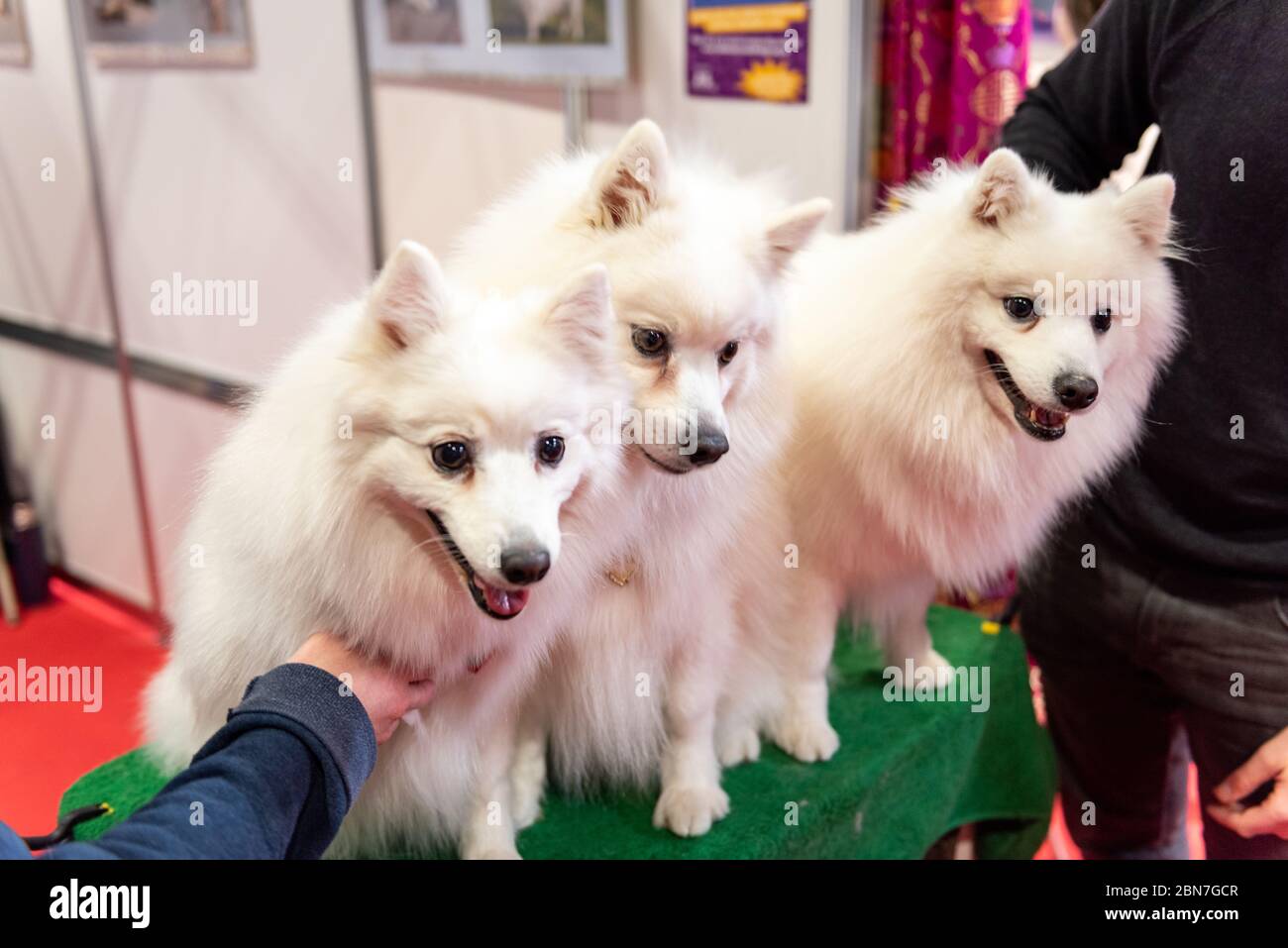 Japanische Spitz Hunde auf Crufts 2020 Stockfoto