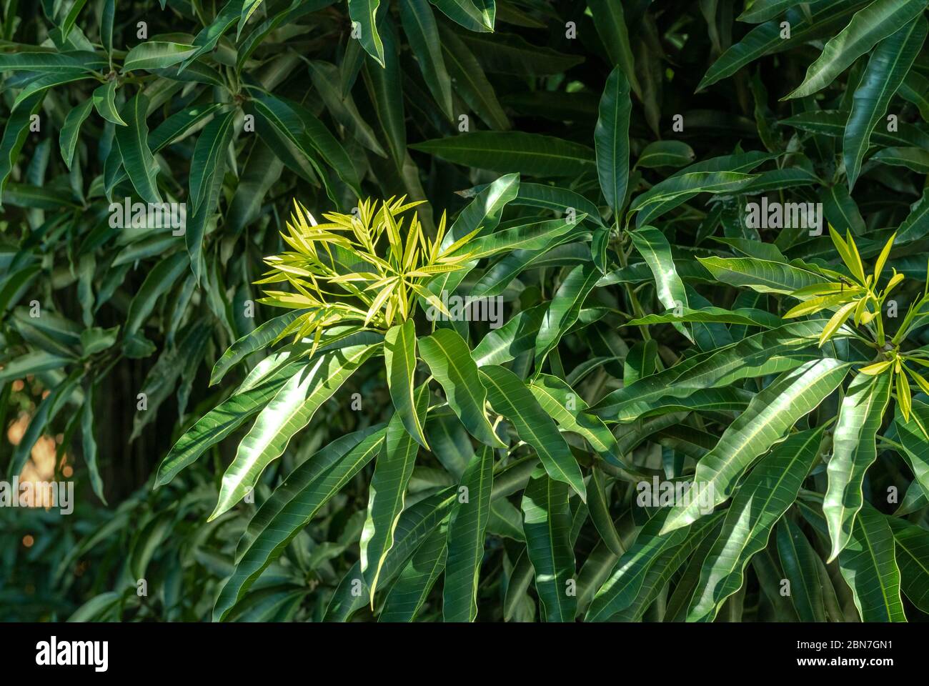 Neue Blätter wachsen auf dem großen Mangobaum, Rio de Janeiro, Brasilien Stockfoto