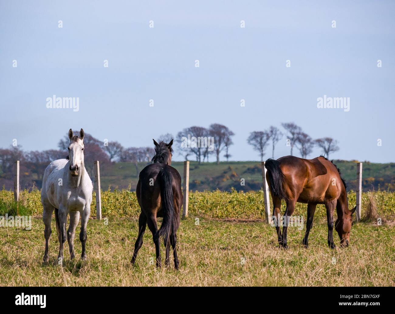 Drei Pferde auf einem Feld an einem sonnigen Tag, East Lothian, Schottland, Großbritannien Stockfoto