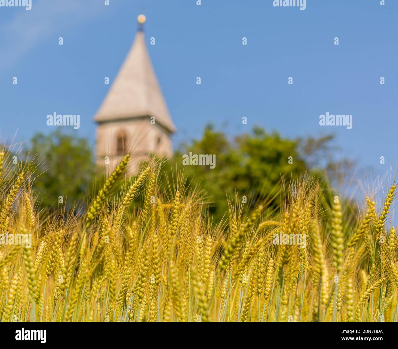 Reife Ohren / Stacheletts im Gerstenfeld (Hordeum vulgare) im Sommer. Südtiroler Dorf Favogna di sotto, Trentino-Südtirol, Provinz Bozen, Italien Stockfoto