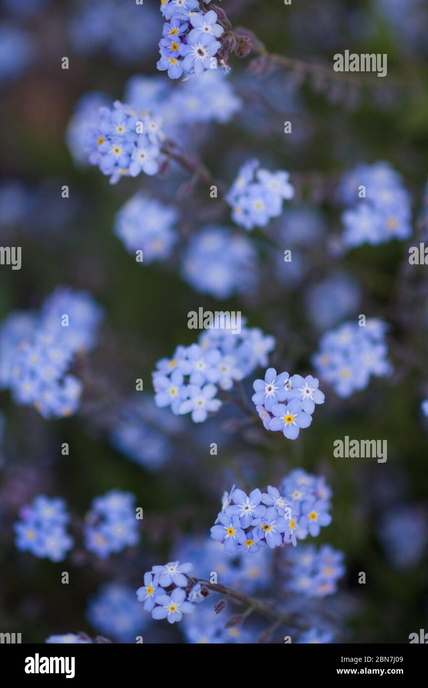 Myosotis sylvatica, oder vergessen-mich-nicht in der Blume, Frühling Großbritannien Stockfoto