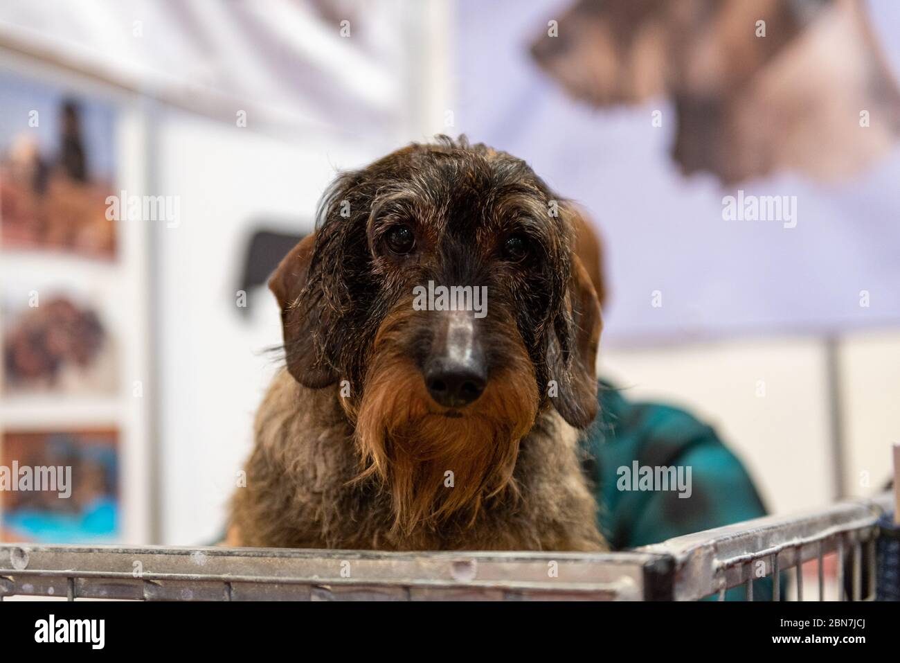 Traurig aussehender Hund, der über seinen Käfigstift auf Crufts schaut Stockfoto