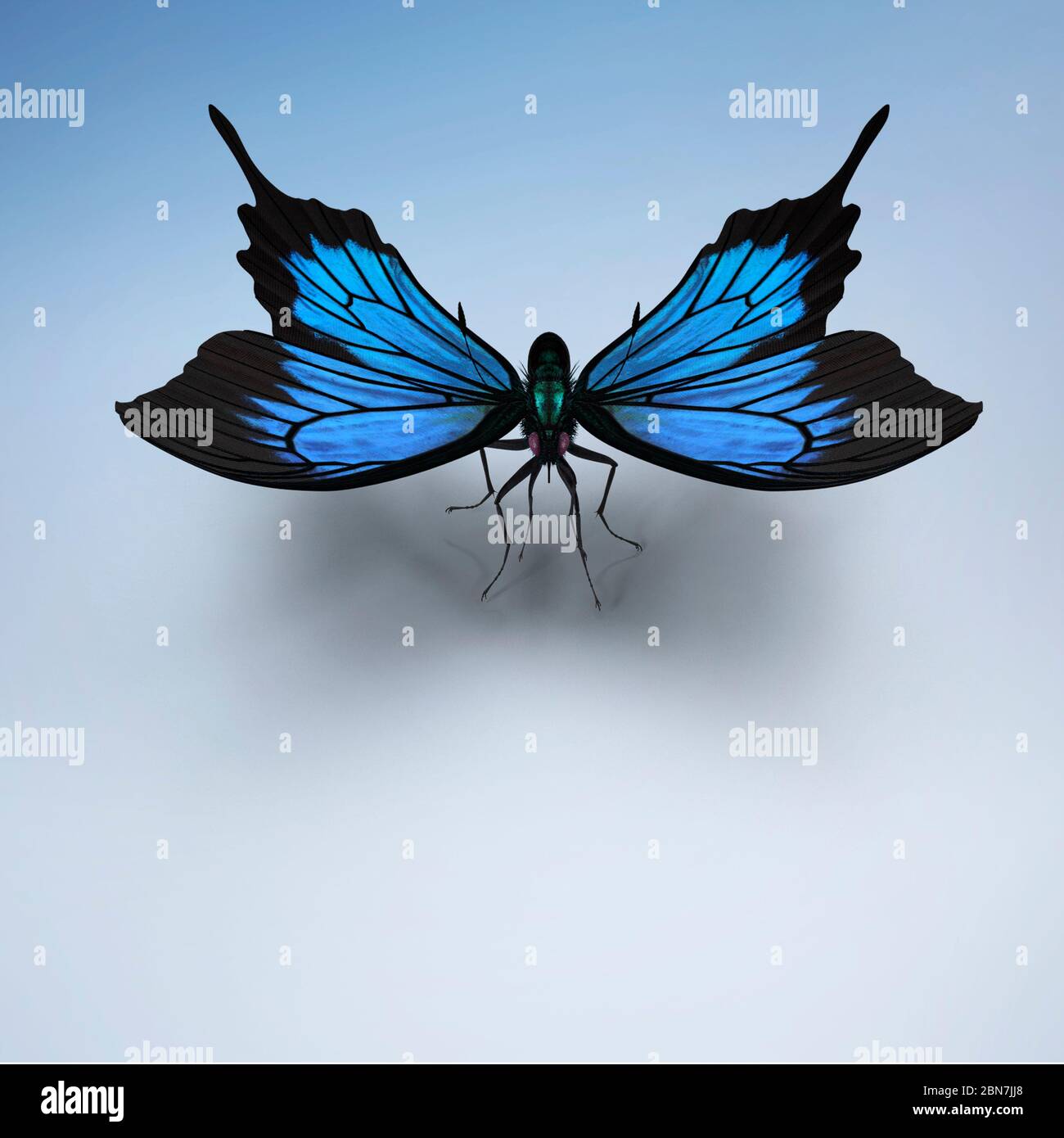 Schöne große tropische Schmetterling Morpho didius.3D-Rendering. Stockfoto