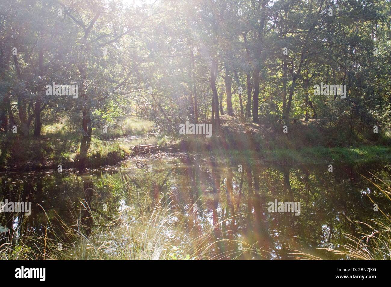 Kleiner See in einem Wald in den Niederlanden Stockfoto