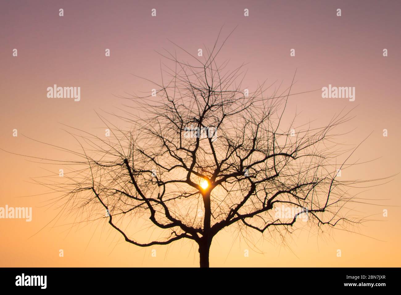 Gebrochene Herzform Baumzweige mit Sonnenuntergang in der Mitte Stockfoto
