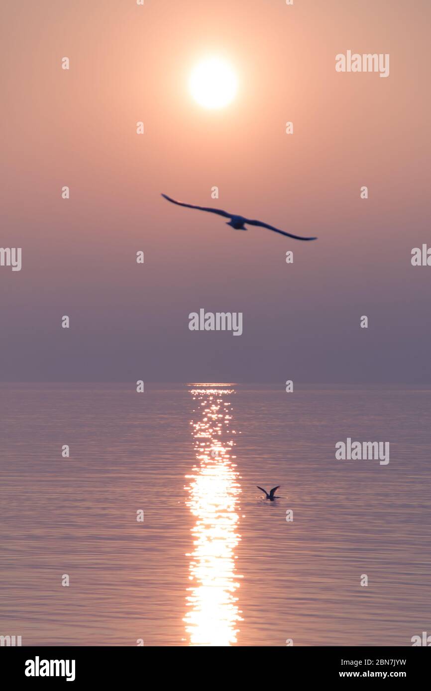 Möwen Fliegen über schimmernden See bei Sonnenuntergang Stockfoto