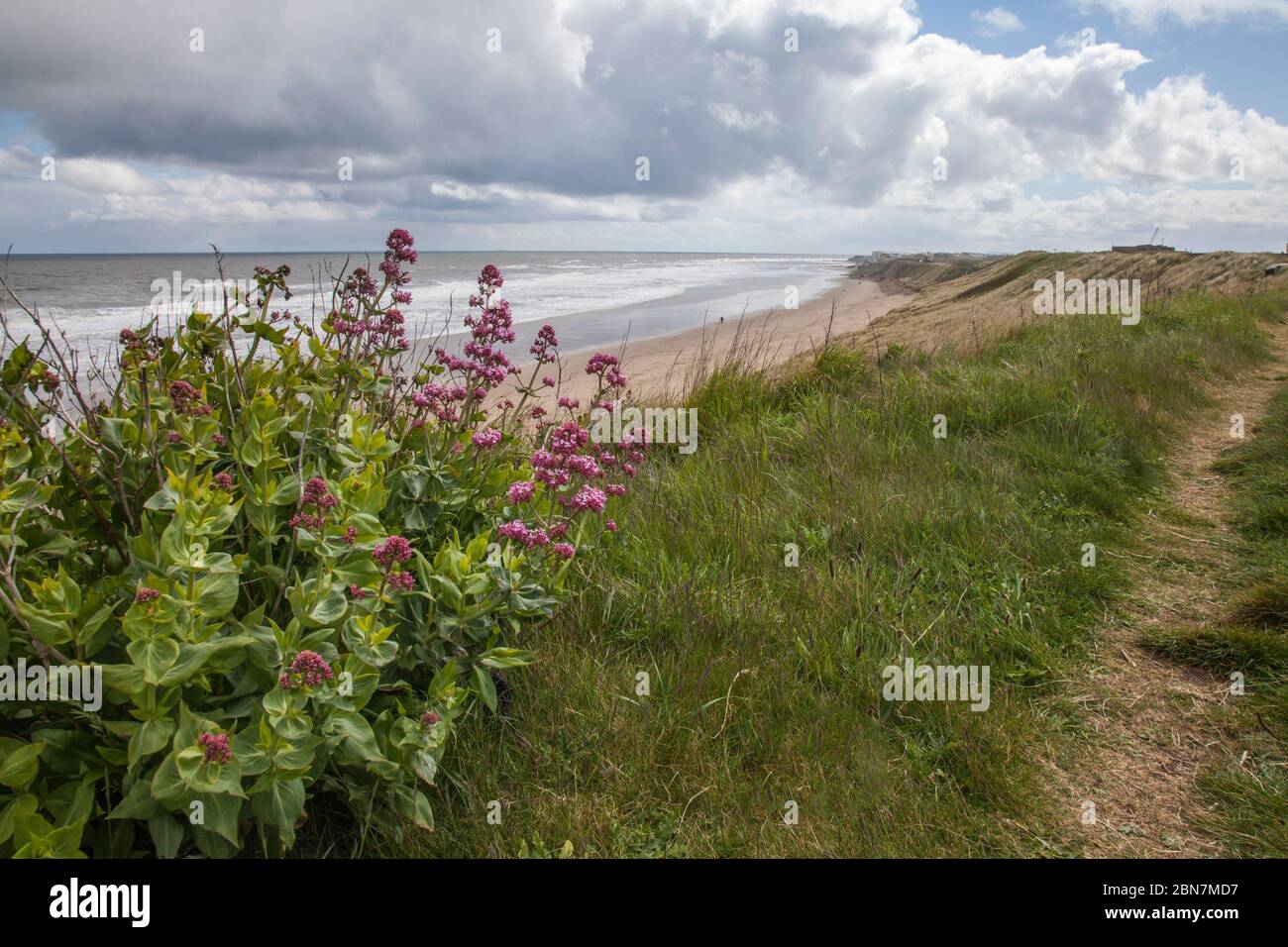 Ein Blick auf die Küste in der Nähe von Hartlepool Headland, England, Großbritannien zeigt Küste und Küstenpfad mit rosa Wildblumen im Vordergrund Stockfoto