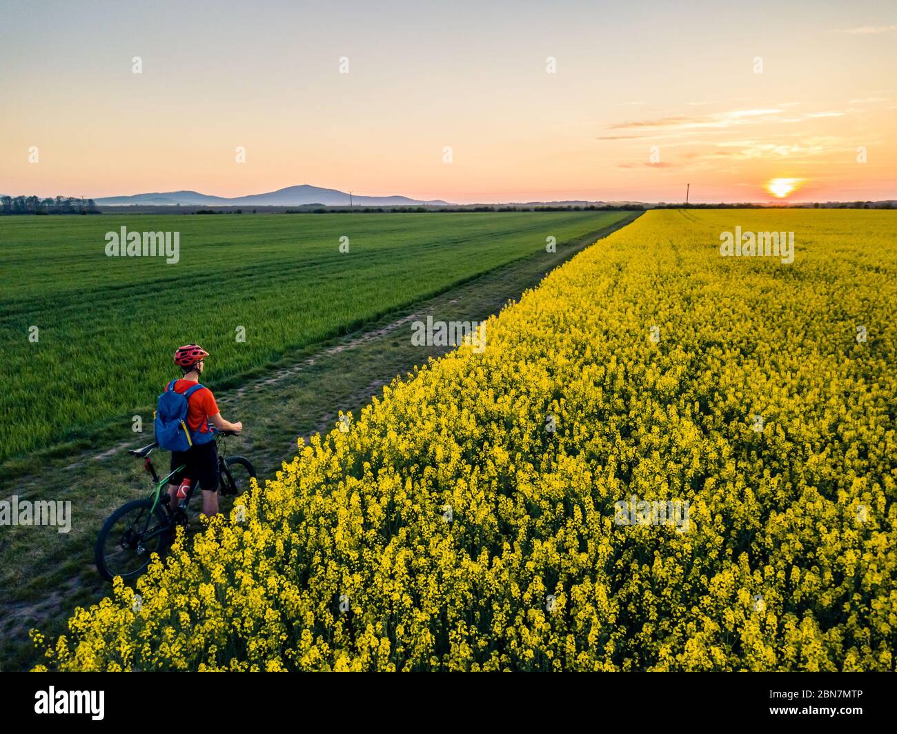 Mann, der auf der Landstraße Mountainbike fährt. Blick auf den Sonnenuntergang zwischen gelben Colza Felder. Radsportler mit Helm und Rucksack, inspirierende Landschaft Stockfoto