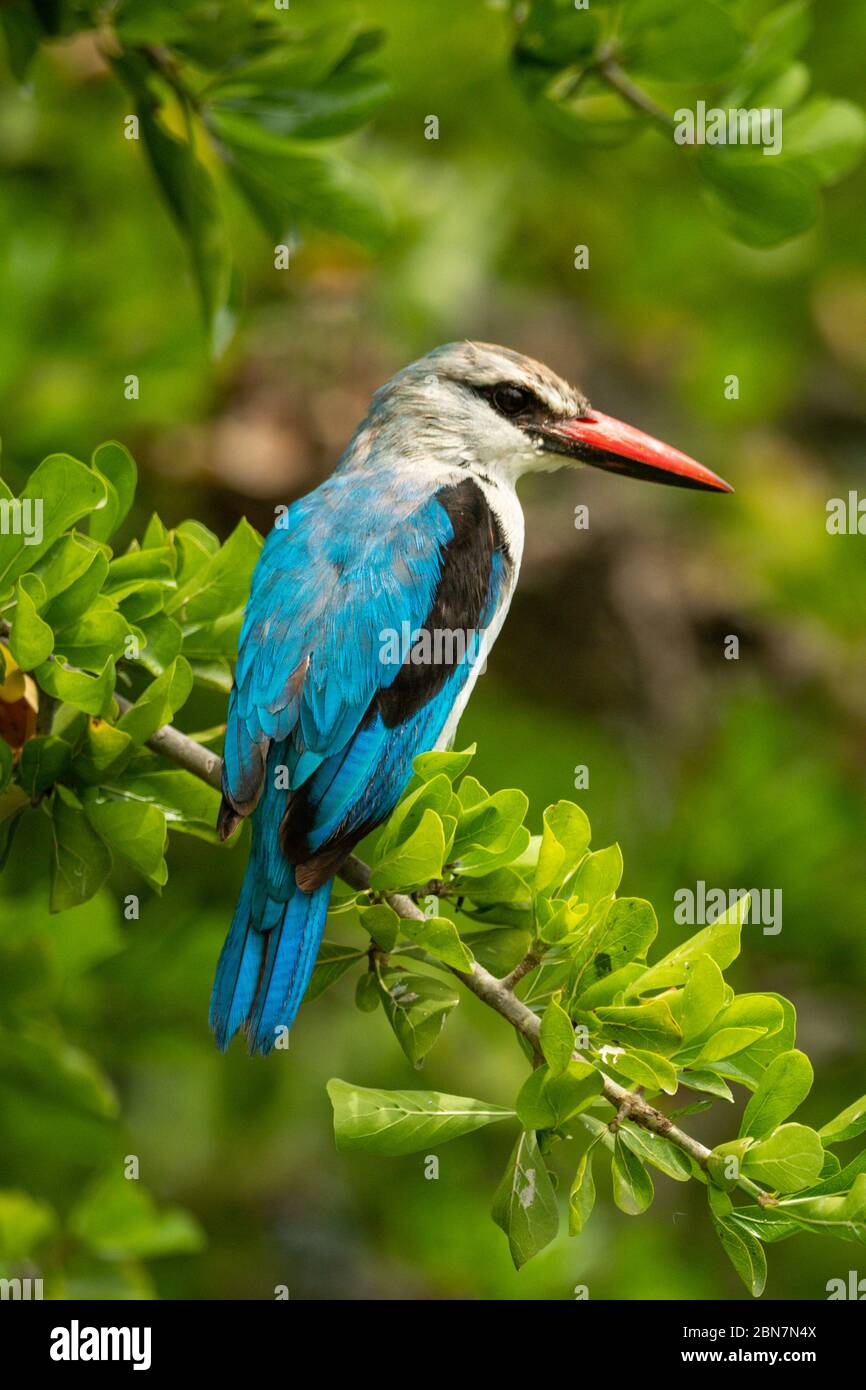 Waldeisvogel schaut von einem grünen Zweig herunter Stockfoto