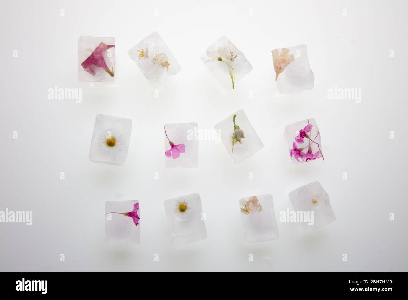 Ein schönes Foto von wilden Frühlingsblumen in transparenten Eiswürfeln von Wasser eingefroren, Studio Makro-Aufnahme, Draufsicht, flach legen Stockfoto