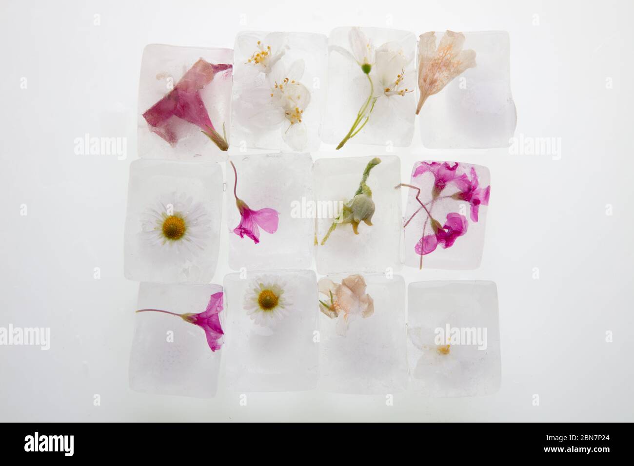 Ein schönes Foto von wilden Frühlingsblumen in transparenten Eiswürfeln von Wasser eingefroren, Studio Makro-Aufnahme, Draufsicht, flach legen Stockfoto
