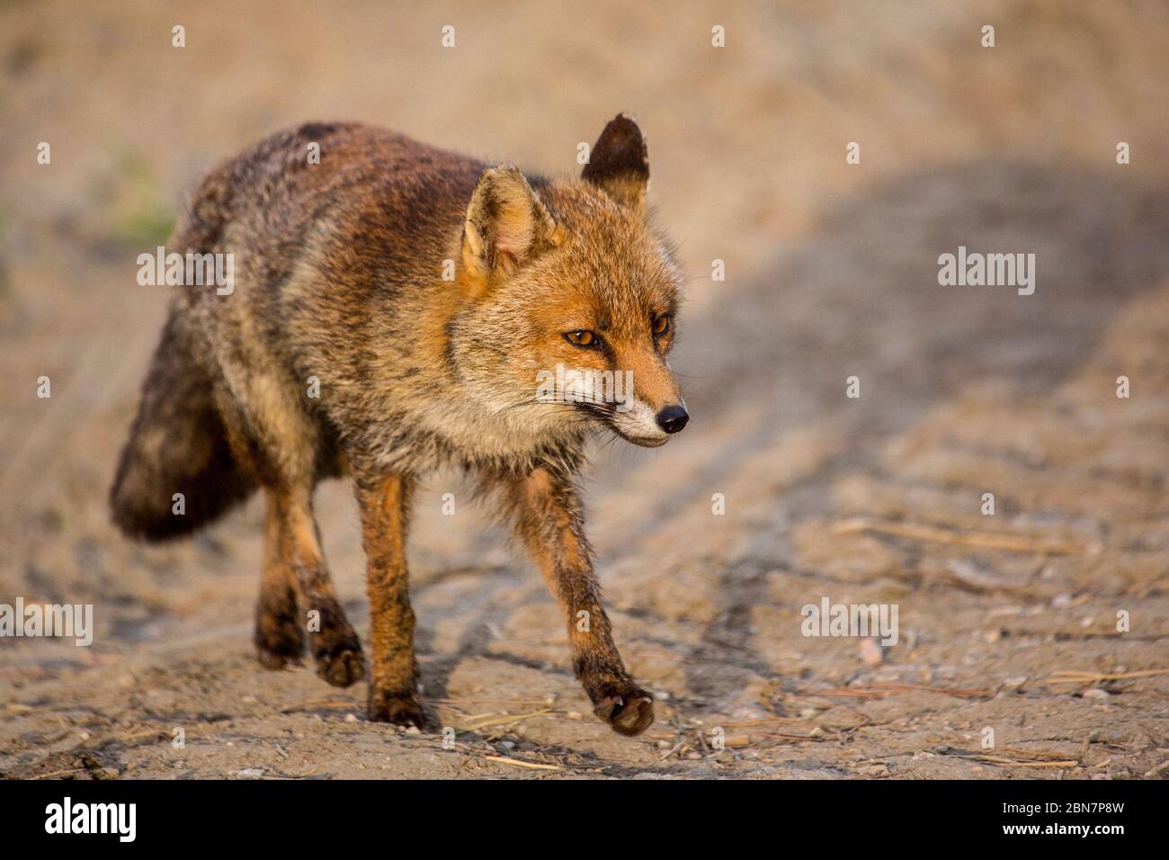 Fox – Vulpes Red Fox Stockfoto