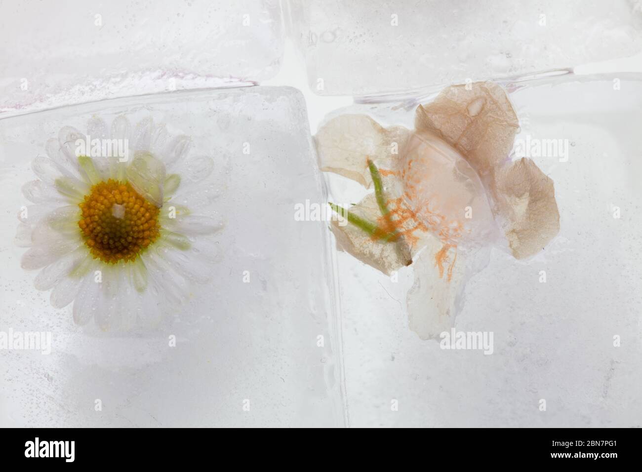 Ein Foto von wilden Frühlingsblumen in transparenten schmelzenden Eiswürfeln aus Wasser eingefroren, Studio Makro-Aufnahme, Detail Stockfoto