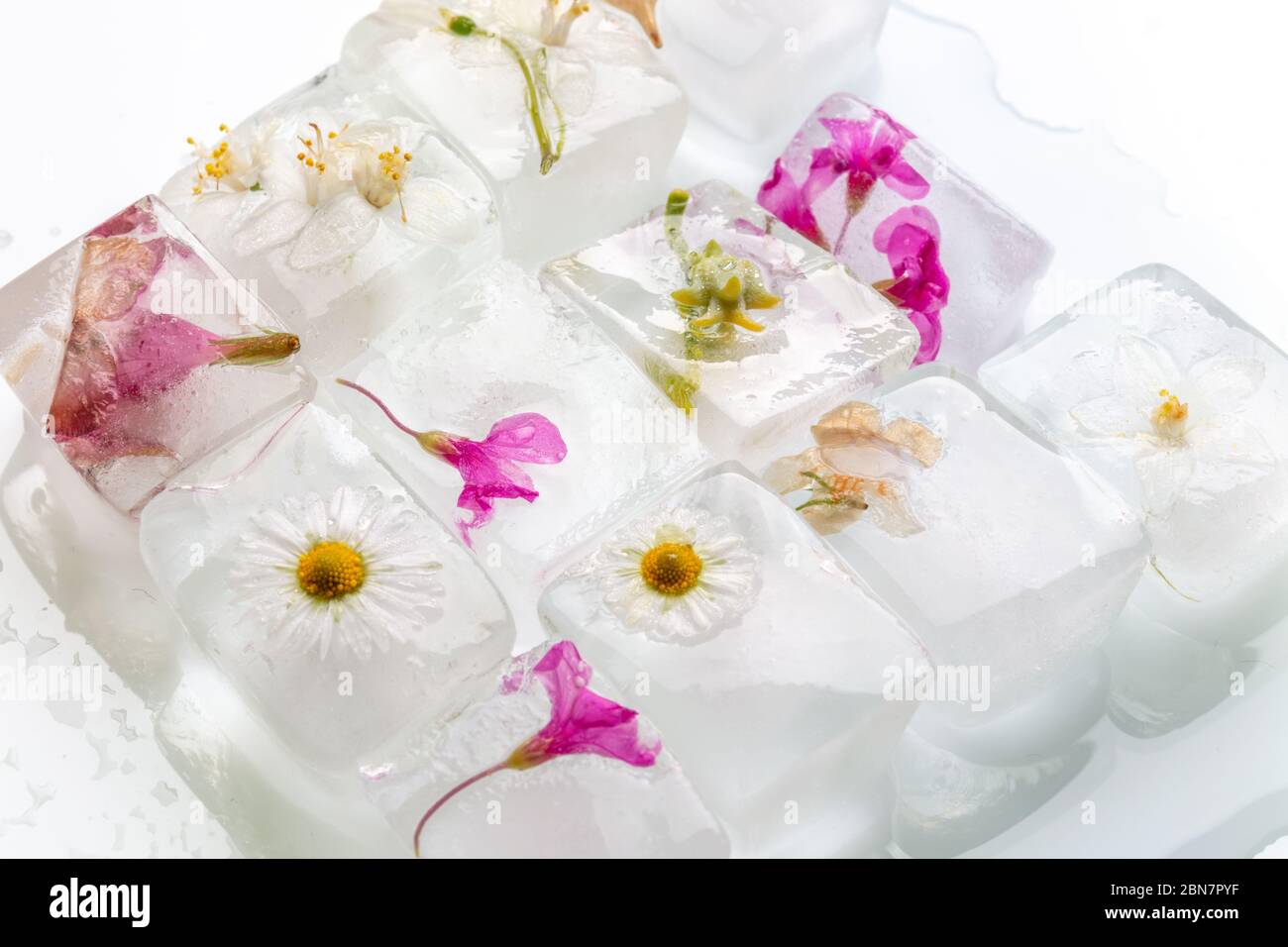 Ein Foto von wilden Frühlingsblumen in transparenten schmelzenden Eiswürfeln von Wasser eingefroren, Studio Makro-Aufnahme Stockfoto