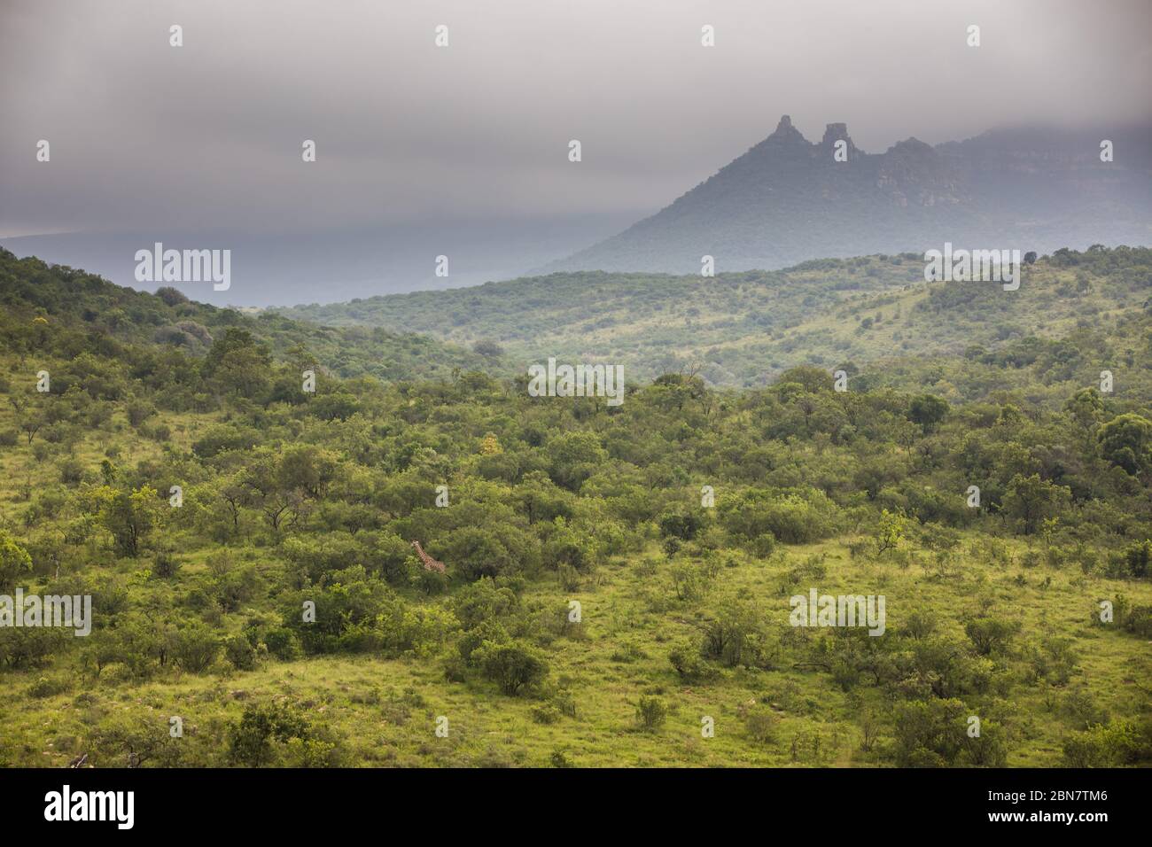 Ithala Game Reserve ist ein Naturschutzgebiet in der Provinz KwaZulu-Natal, Südafrika Heimat von landschaftlich schönen Landschaften und Giraffe, Giraffa Giraffa. Stockfoto