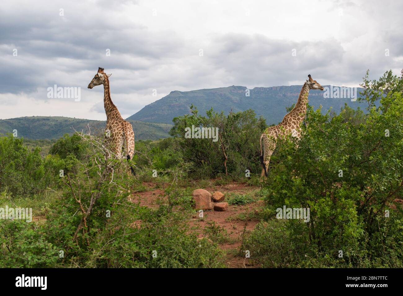 Ithala Game Reserve, in der Provinz KwaZulu-Natal, Südafrika, bietet landschaftlich reizvolle Landschaften und eine Vielzahl von Wildtieren, darunter Giraffen, Giraffa Giraffa Stockfoto