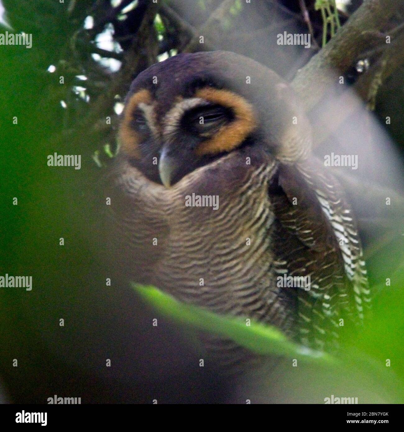 Braune Holzeule (Strix leptogrammica) in Roost, Sri Lanka. Stockfoto