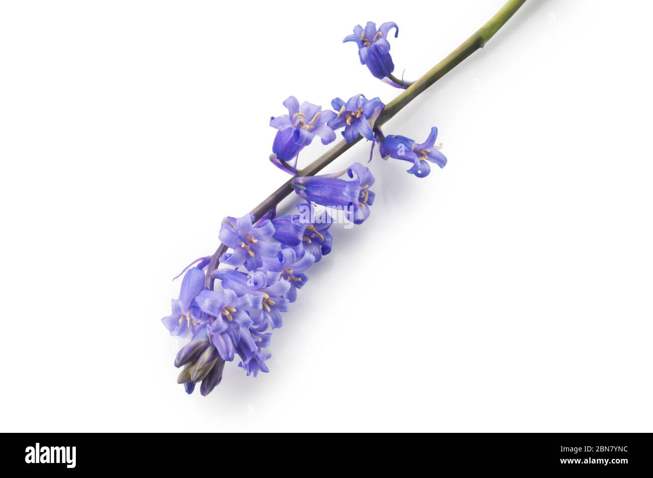 Studioaufnahme von Common Bluebells, Hyacinthoides non-scripta, geschnitten vor weißem Hintergrund - John Gollop Stockfoto