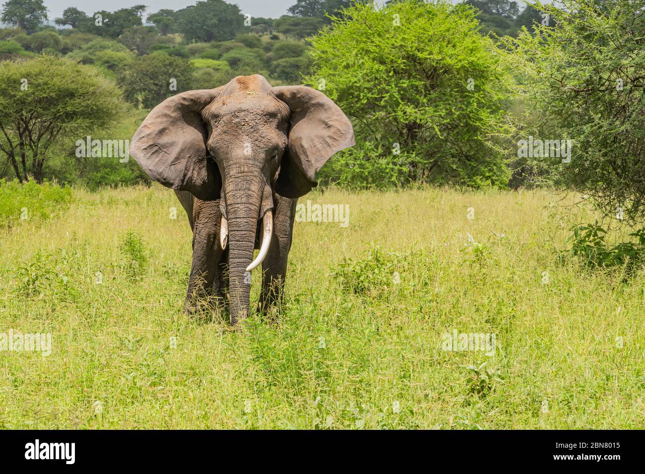 Der einjährige Rüde Afrikanischer Elefant (Loxodonta africana) auf der tansanischen Savanne schaut direkt auf die Kamera. Kopierbereich. Stockfoto