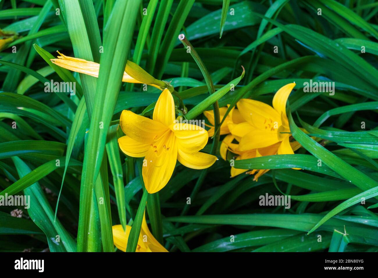 Asiatische gelbe Lilie mit Blatt Hintergrund Stockfoto