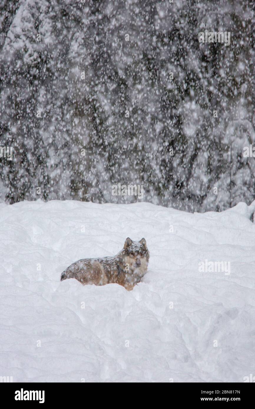Europäischer Wolf - Canis Lupus - auf dem Schnee Stockfoto