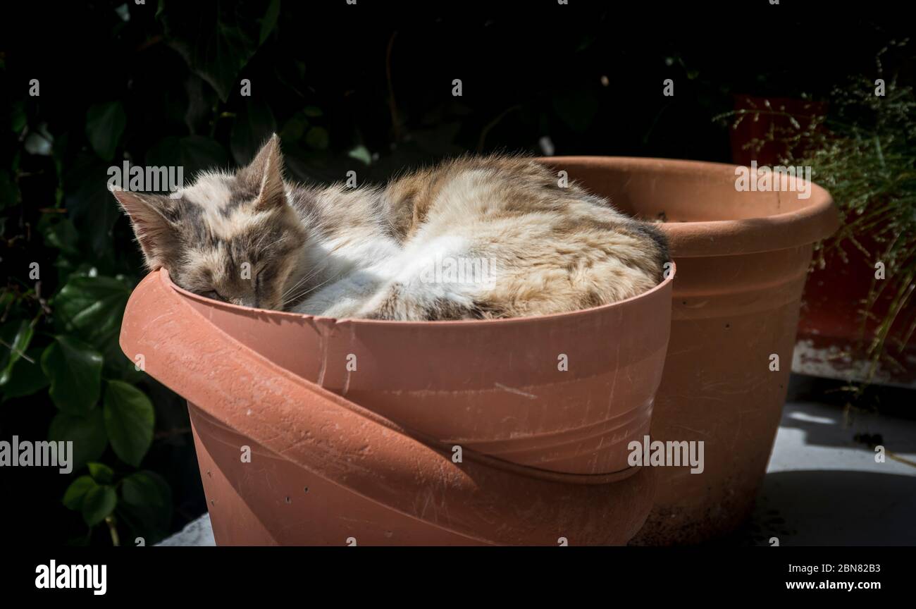 Katze schläft in einem Terrakotta-Topf in einem Garten in Korfu, Griechenland. Stockfoto