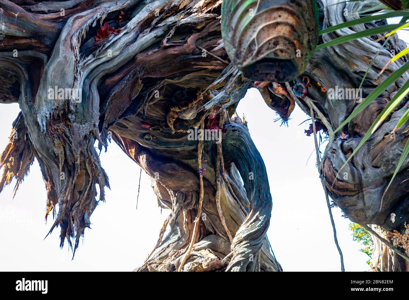 Pandora im Disney's Animal Kingdom Theme Park. Eine sehr immersive Welt, die auf der Welt Pandora von James Camerons Avatar basiert Stockfoto