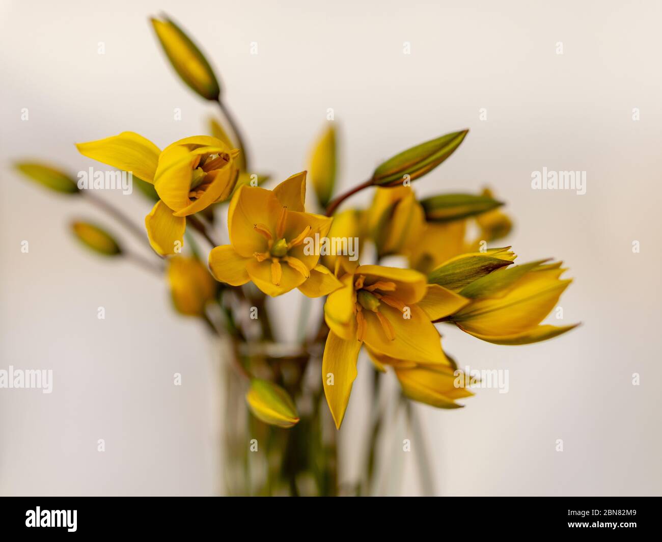 Foto mit Fragmenten von gelben wilden Tulpenblüten, Nahaufnahme Stockfoto