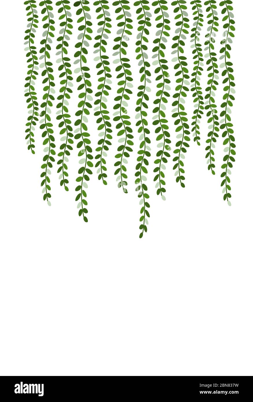 Grüne Strings von Perlenpflanzen drucken auf weißem Hintergrund vertikal Stockfoto