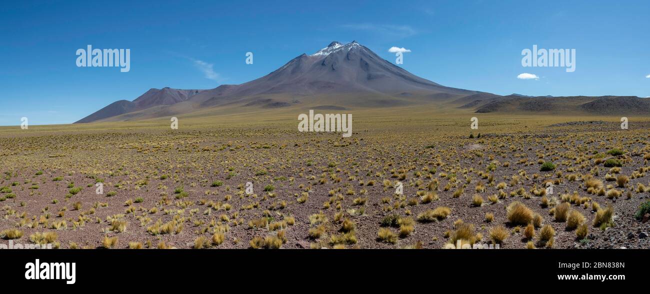 Panorama mit Schnee auf dem Vulkan Miniques über einem Feld von gelben Pflanzen gesehen Stockfoto