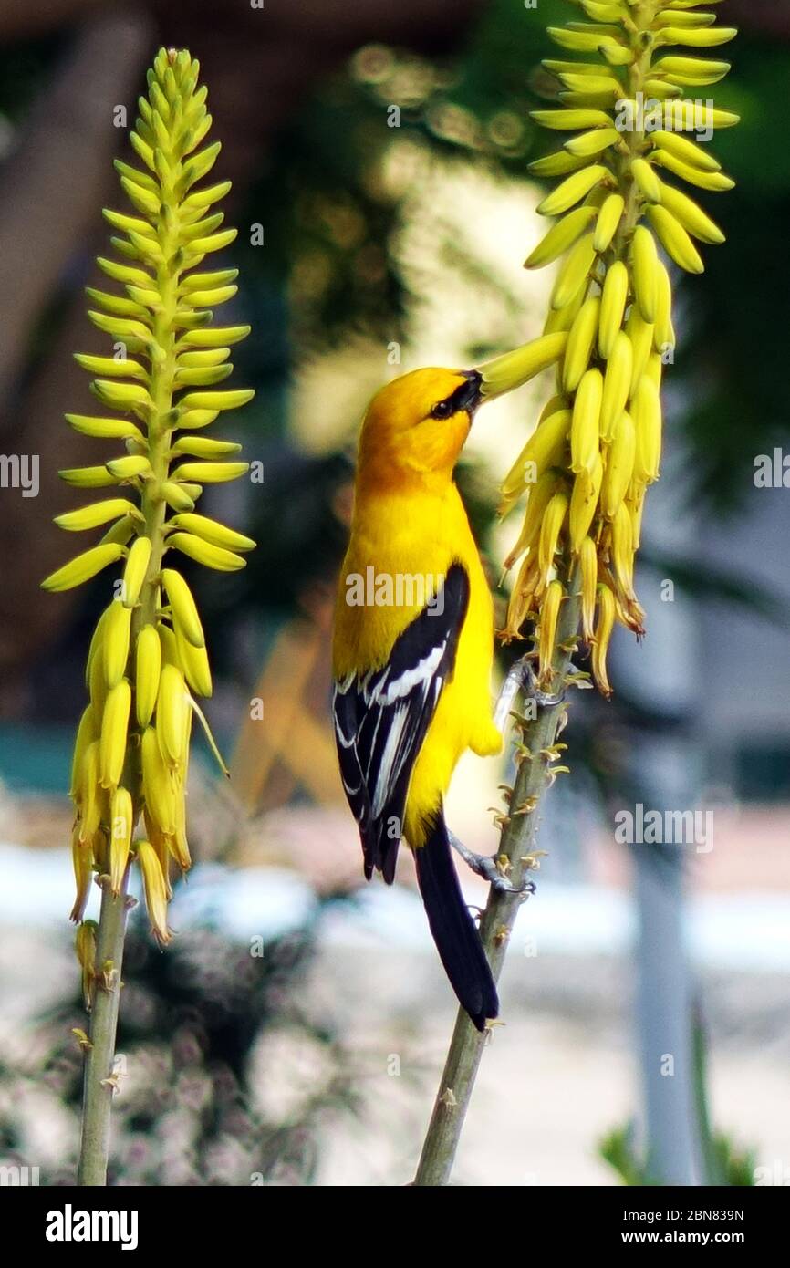Gelber (goldener) Oriol trinkt Nektar aus den Blüten der Aloe Vera, Insel Bonaire, Karibik Stockfoto
